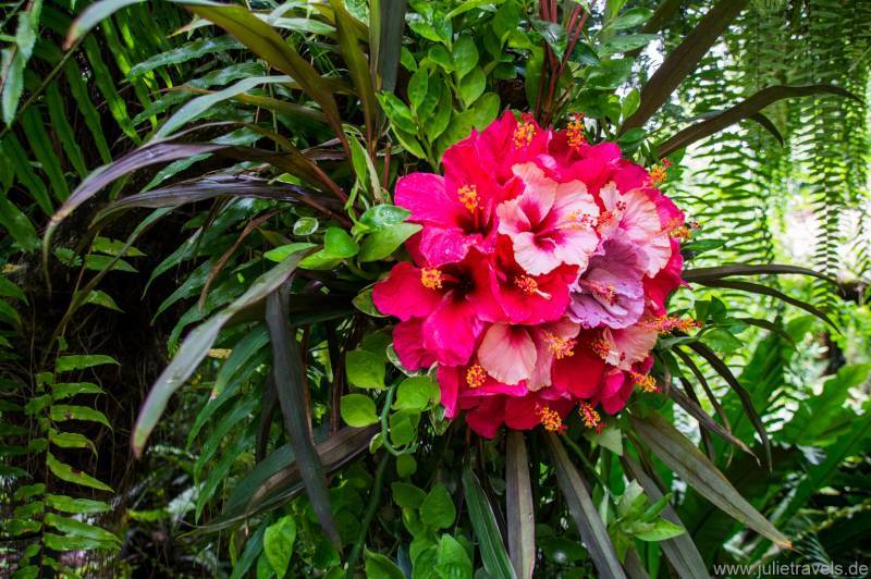 Ein Hibiskusstrauch