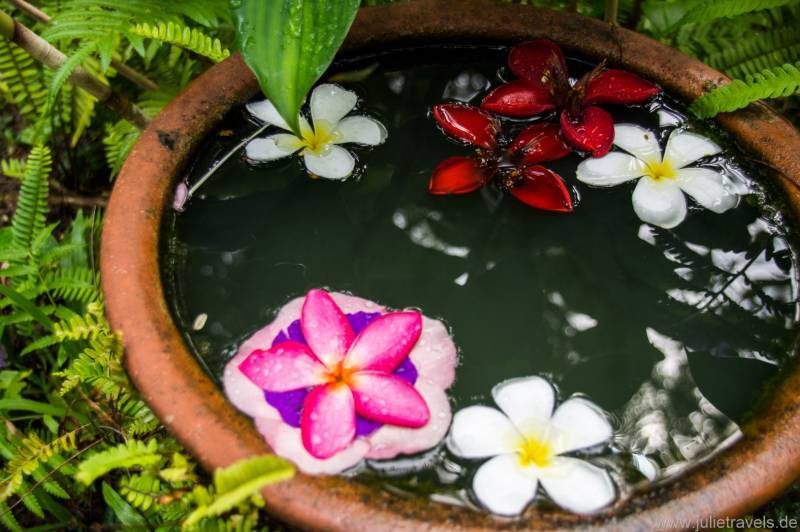 Blüten-Pool