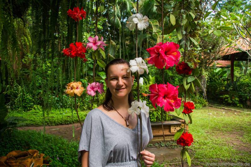 Hibiskusblüten