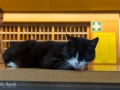 Hotel Kater Flo