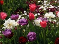 DSC00038.JPG