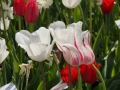 DSC00039.JPG