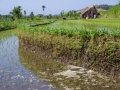 Reisfeld in Bali