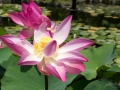 Lotusblüte