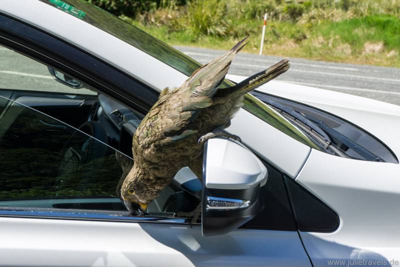 Kea auf dem Auto