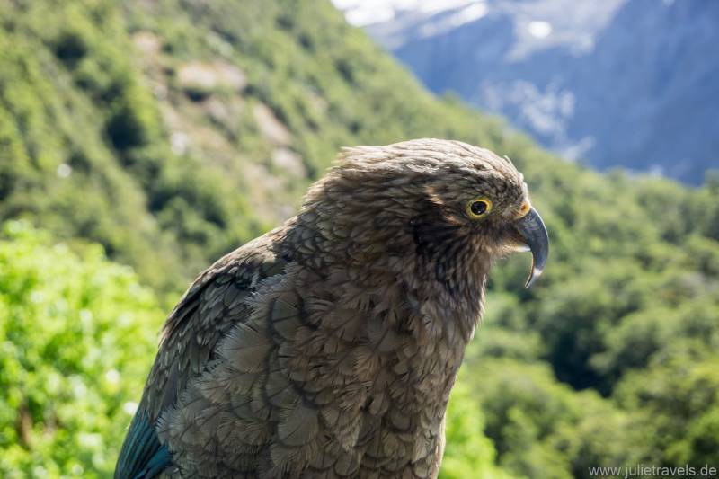 Kea