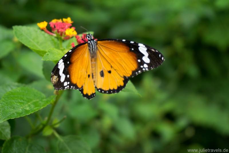 orangener Schmetterling