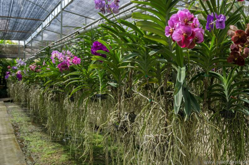 Orchideen