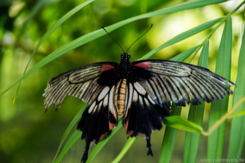 großer Schmetterling