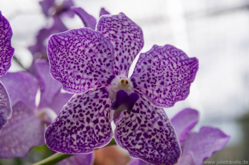 Orchideenblüte