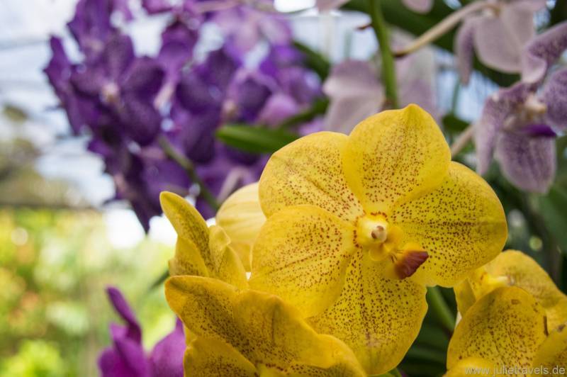 Orchideenblüten